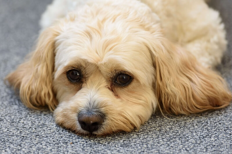 Our friendly office dog, a light-colored cockapoo, resting its head on a grey carpet